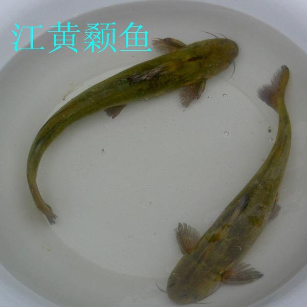 江黄颡鱼