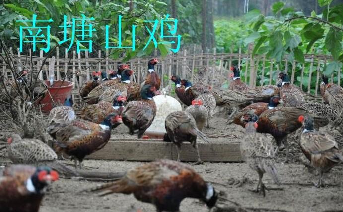 南塘野鸡--八公山珍禽养殖专业合作社