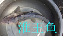 淮王鱼